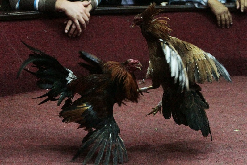 Một số loại hình cá cược đá gà phổ biến